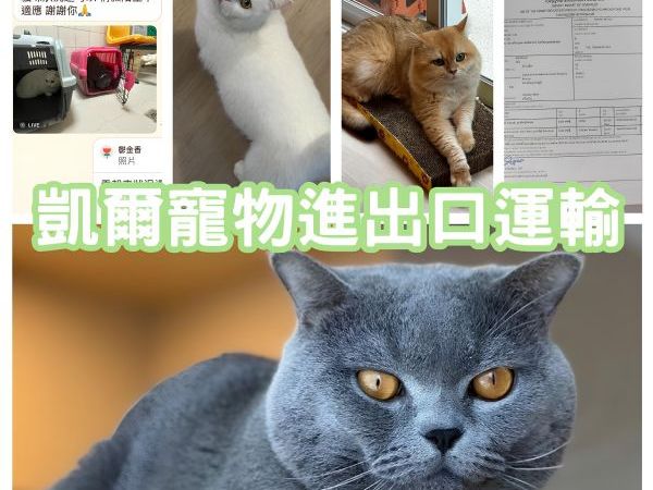 2025/02/06『泰國回台灣』林小姐帶3隻貓貓返回台灣啦~~~~~